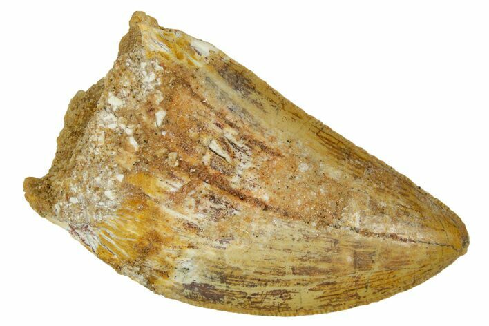 Serrated, Carcharodontosaurus Tooth - Real Dinosaur Tooth #372280